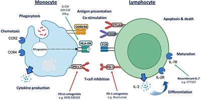 Early dynamic changes to monocytes following major surgery are associated with subsequent infections